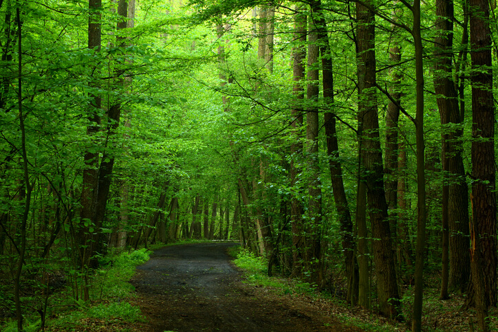 Orman Ön ve Kesin İzin İşlemleri